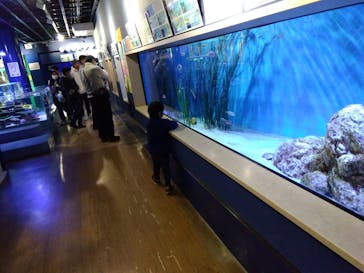 竹島水族館に投稿された画像（2025/3/17）