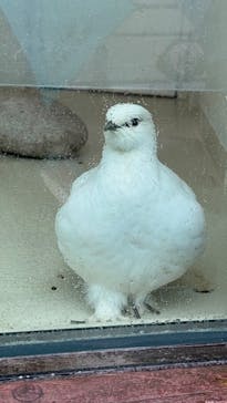 恩賜上野動物園に投稿された画像（2025/3/18）