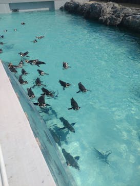 葛西臨海水族園に投稿された画像（2025/3/18）