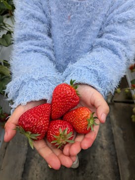 お陽様農園に投稿された画像（2025/3/18）