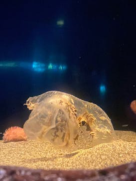 新江ノ島水族館に投稿された画像（2025/3/18）