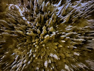 おきなわワールドに投稿された画像（2025/3/18）