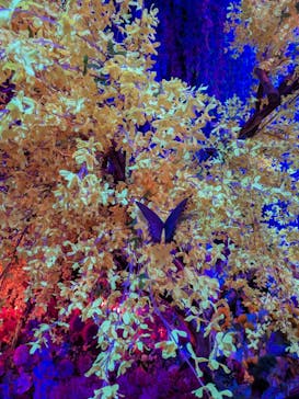 蜷川実花展 with EiM：彼岸の光、此岸の影 NINAGAWA Mika with EiM：Lights of the beyond, Shadows of this worldに投稿された画像（2025/3/18）