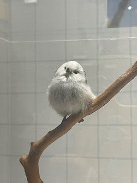 特別展「鳥～ゲノム解析が解き明かす新しい鳥類の系統～」に投稿された画像（2025/3/18）