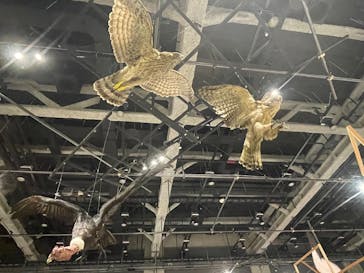 特別展「鳥～ゲノム解析が解き明かす新しい鳥類の系統～」に投稿された画像（2025/3/18）