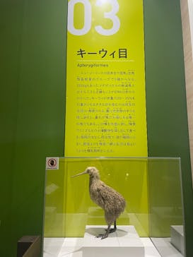 特別展「鳥～ゲノム解析が解き明かす新しい鳥類の系統～」に投稿された画像（2025/3/18）