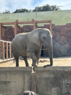 東武動物公園に投稿された画像（2025/3/18）