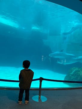 名古屋港水族館に投稿された画像（2025/3/18）