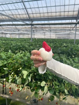 ICHIGOHOUSE.HITACHINAKAに投稿された画像（2025/3/18）