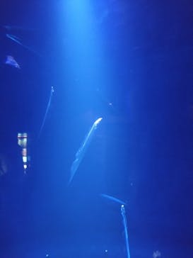 大分マリーンパレス水族館 「うみたまご」に投稿された画像（2025/3/18）