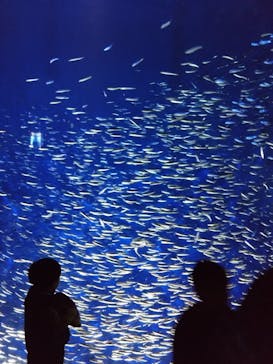 大分マリーンパレス水族館 「うみたまご」に投稿された画像（2025/3/18）