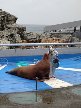 大分マリーンパレス水族館 「うみたまご」に投稿された画像（2025/3/18）