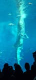 沖縄美ら海水族館に投稿された画像（2025/3/18）