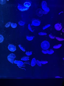 マリンワールド海の中道に投稿された画像（2025/3/18）