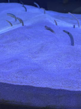 マリンワールド海の中道に投稿された画像（2025/3/18）