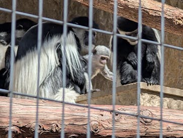 恩賜上野動物園に投稿された画像（2025/3/18）