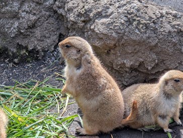 恩賜上野動物園に投稿された画像（2025/3/18）