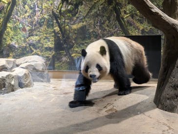 恩賜上野動物園に投稿された画像（2025/3/18）