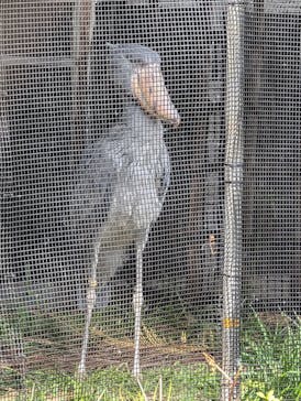 恩賜上野動物園に投稿された画像（2025/3/18）
