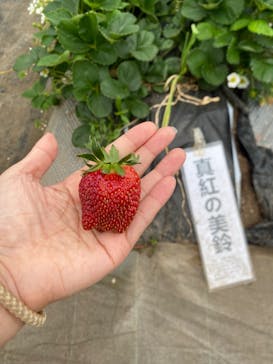 上泉農園に投稿された画像（2025/3/18）