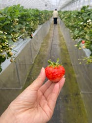 上泉農園に投稿された画像（2025/3/18）