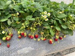 上泉農園に投稿された画像（2025/3/18）