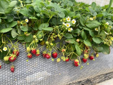 上泉農園に投稿された画像（2025/3/18）