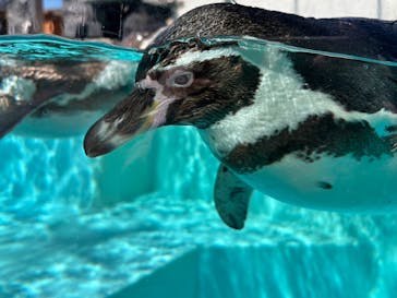 下田海中水族館に投稿された画像（2025/3/18）