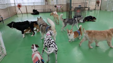 つくばわんわんランドに投稿された画像（2025/3/18）