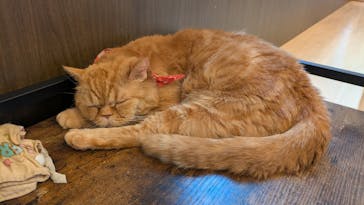 つくばわんわんランドに投稿された画像（2025/3/18）