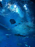 アクアワールド茨城県大洗水族館に投稿された画像（2025/3/19）