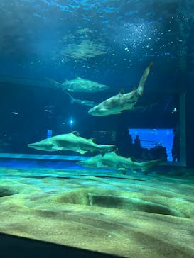 アクアワールド茨城県大洗水族館に投稿された画像（2025/3/19）