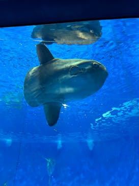 アクアワールド茨城県大洗水族館に投稿された画像（2025/3/19）