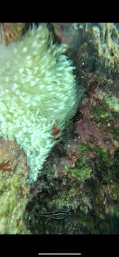 青の洞窟専門店　沖縄ダイビングショップ和に投稿された画像（2025/3/19）