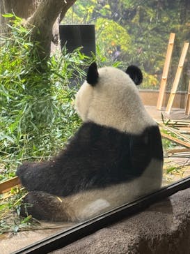 恩賜上野動物園に投稿された画像（2025/3/19）