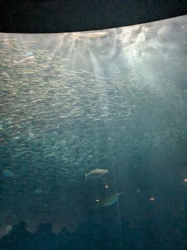 名古屋港水族館に投稿された画像（2025/3/19）
