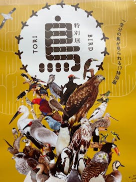 特別展「鳥～ゲノム解析が解き明かす新しい鳥類の系統～」に投稿された画像（2025/3/19）