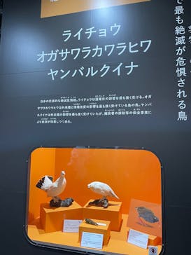 特別展「鳥～ゲノム解析が解き明かす新しい鳥類の系統～」に投稿された画像（2025/3/19）