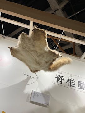 特別展「鳥～ゲノム解析が解き明かす新しい鳥類の系統～」に投稿された画像（2025/3/19）