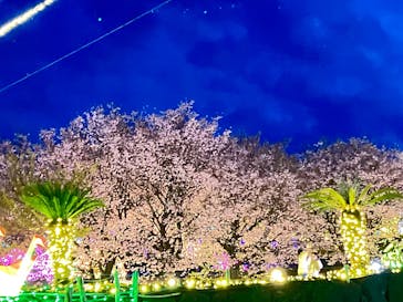 伊豆高原グランイルミに投稿された画像（2025/3/19）