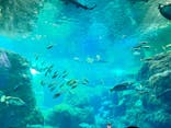 江の島シーキャンドル×新江ノ島水族館に投稿された画像（2025/3/19）