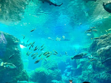 江の島シーキャンドル×新江ノ島水族館に投稿された画像（2025/3/19）