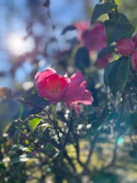 江の島シーキャンドル×新江ノ島水族館に投稿された画像（2025/3/19）
