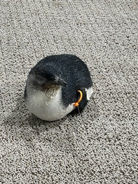 AOAO SAPPOROに投稿された画像（2025/3/19）