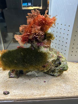 AOAO SAPPOROに投稿された画像（2025/3/19）