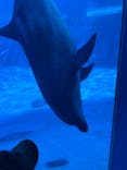 名古屋港水族館に投稿された画像（2025/3/19）