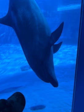 名古屋港水族館に投稿された画像（2025/3/19）