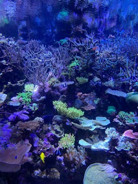 名古屋港水族館に投稿された画像（2025/3/19）