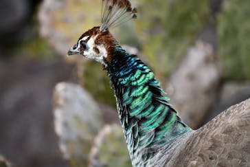 伊豆シャボテン動物公園に投稿された画像（2025/3/19）