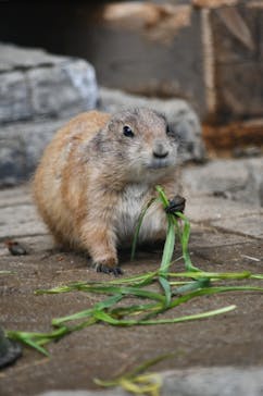 伊豆シャボテン動物公園に投稿された画像（2025/3/19）